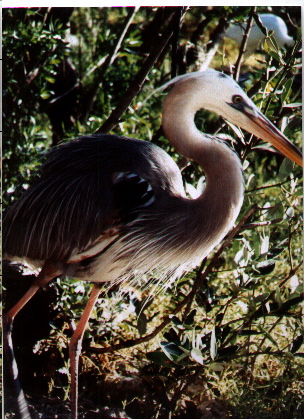 Exotic birds of Florida, 1998