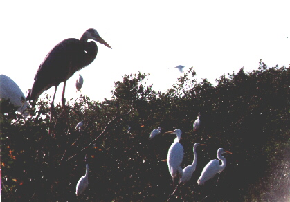 Exotic birds of Florida, 1998