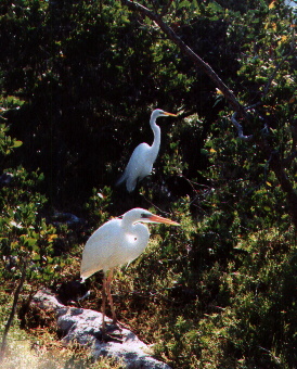 Exotic birds of Florida, 1998