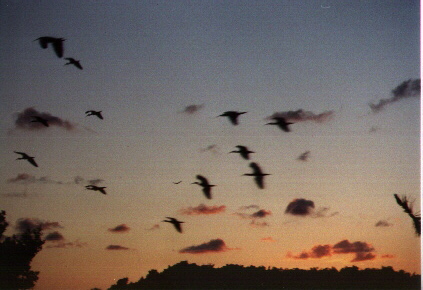 Florida everglades, 1999