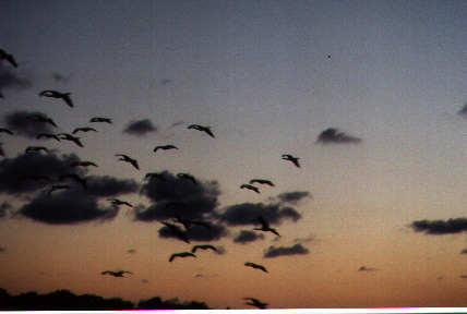 Florida everglades, 1999