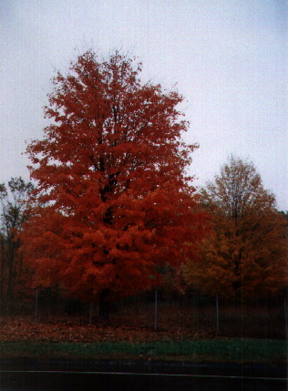 Red and raining....in Main