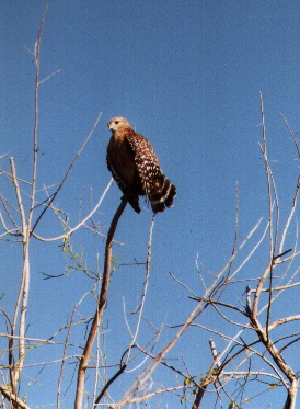 Exotic birds of Florida, 1998