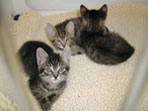 kittens3