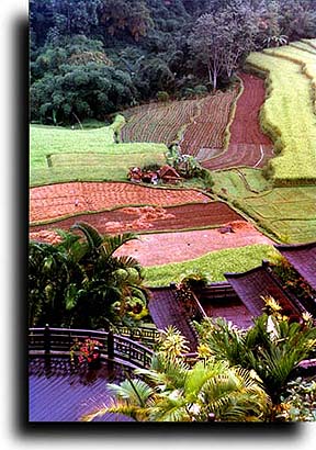 Terraced Indonesian rice fields